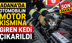 Adana'da otomobilin motor kısmına giren kedi çıkarıldı