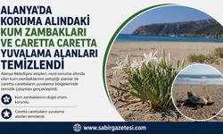 Alanya’da kum zambakları ve caretta yuvaları temizlendi