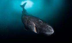 400 Yıl Yaşayan Balık 150 Yılda Olgunlaşıyor