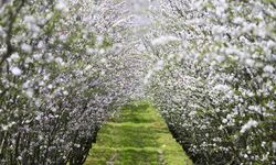 Osmaniye'de Herkesi Hayran Bırakan Görüntü Doğa Beyaza Büründü