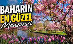 Baharın En Güzel Manzarası  İlgi Odağı