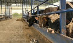 Hatay’da Besi İşletmesi İncelendi