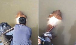 Nehirde Mahsur Kalan Tosun Kurtarıldı