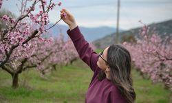 Bucak'ta şeftali ağaçları çiçek açtı