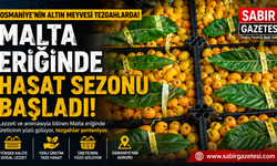 Malta Eriğinde Hasat Sezonu Başladı