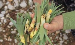 Osmaniye’de Çiriş Otunun En Sevilen Tarifleri