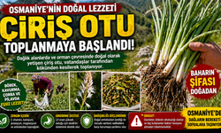 Doğadan Sofraya Osmaniye’de Çiriş Otu Hasadı Başladı
