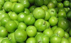 Osmaniye’de Can Eriği Gönüllerde Taht Kurdu