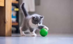 British Shorthair Fiyatları 2026: Güncel Liste ve Detaylı Rehber