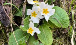 Osmaniye Gavurdağı’nda Bahar Renk Cümbüşü Oluşturdu