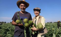 Hatay'da Akademisyen Çiftçiden Dev Enginar Üretimi