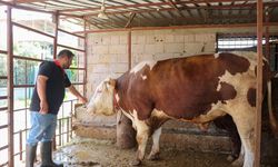 Hatay'da 1 ton 130 kilogramlık 'Emir' adlı dana alıcısını bekliyor