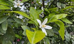 Hatay'da narenciye ağaçları çiçek açtı