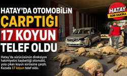 Hatay'da otomobilin çarptığı 17 koyun telef oldu