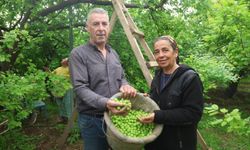 Hatay’da Can Eriği Hasadı Kilosu 450 TL’ye İhraç Ediliyor