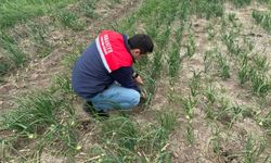 Osmaniye İl Tarım Müdürlüğü Sahada