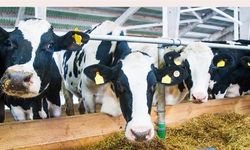 Rüyada İnek Görmek Ne Anlama Gelir?