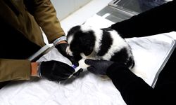 Isparta'da sahipsiz hayvanlar için modern rehabilitasyon merkezi