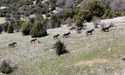 Isparta'da yılkı atları dronla görüntülendi