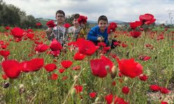 Kadirli’de Gelincikler Tarlaları Kırmızıya Boyadı