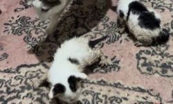 Kadirli’de Selde Mahsur Kalan Kediler Kurtarıldı