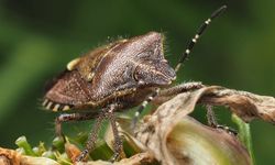 Osmaniye’de Kahverengi Kokarcaya Yeni Nesil Savaş