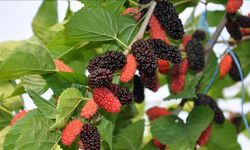 Karadut Zamanı Geldi Uzmanlardan “Bol Bol Tüketin” Uyarısı