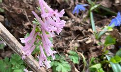 Kazgagası Zorkun Yaylası’nda Görüntülendi