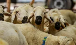 Son Dakika! Kurban Kesim Ücretleri Belli Oldu