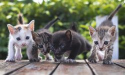 Yavru Kedi Sahiplenme: Dikkat Edilmesi Gerekenler
