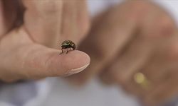 Osmaniyeliler Dikkat! Kene Tehlikesi Yeniden Ortaya Çıktı