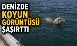 Denize Düşen Artık  Koyuna Sarılıyor