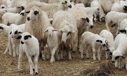 Küçükbaş Yetiştiricilerine Destek: Başvurular Başladı