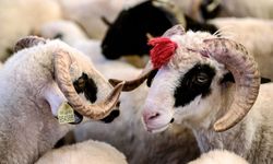 Bayram Öncesi Kurbanlık Rakamları Netleşti Fiyatlar Yükseldi