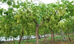 Mersin'de örtü altında üzüm hasadı başladı