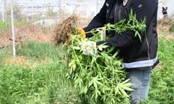 Mersin'de serada uyuşturucu üretimi için kenevir yetiştiren 3 zanlı tutuklandı