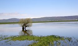 Muş'ta yağışlar geçen yıla göre yüzde 200 arttı
