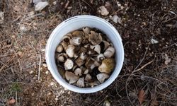 Mut ilçesinde ormanlık alanda yetişen çukurçanak mantarları toplandı