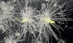 Nesli tehlike altındaki Likya orkidesi ilk kez tohumdan üretildi