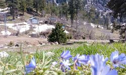 Baharın Gelişi Osmaniye Yaylalarında Doğayı Canlandırdı