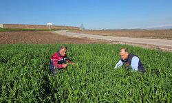 Osmaniye’de Tarım Ekiplerinden Süne Sürveyi Çalışması