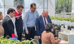 Sumbas'da Avokado Hamlesi Vali Serdengeçti Üretim Alanını İnceledi