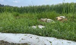 Osmaniye'de dolu ekili tarım alanlarına zarar verdi