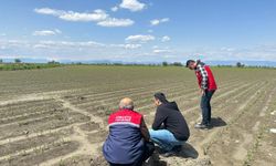 Osmaniye’de tarlalar tek tek inceleniyor