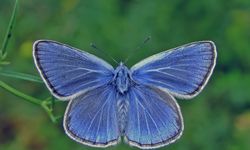 Saimbeyli Mavisi’nden Amanoslar’ın Gizli Hazinesine