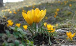 Baharı Müjdeledi, Peki Bu Çiçek Neden Önemli?