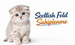 Scottish Fold Sahiplenme Rehberi: Dikkat Edilmesi Gerekenler 2026
