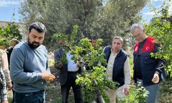 Silifke'de sağanak ve doludan etkilenen tarım alanlarında hasar tespiti yapılıyor