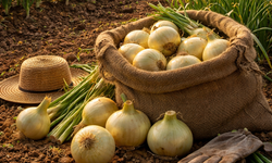 Kısa Gün Soğanlarından Vidalia Efsanesine