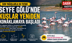 Son yağışlarla su tutan Seyfe Gölü'nde kuşlar yeniden konaklamaya başladı
